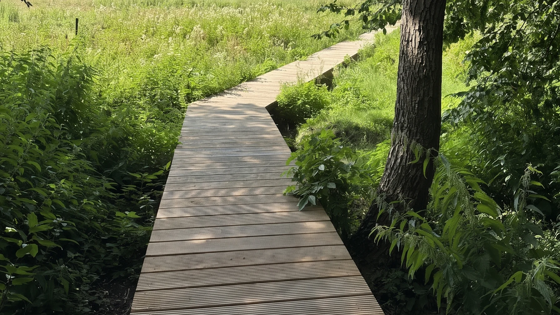 Houten vlonderpad door groen.